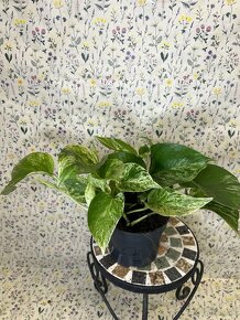 Epipremnum Marble QUEEN - 5