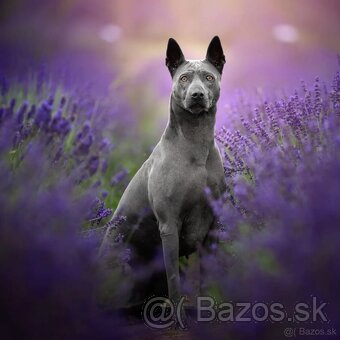 Thai Ridgeback - šteniatka - Polsko - 5