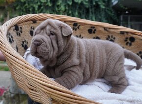 šarpej sharpei - 5