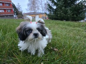 Mini Shi-tzu - 5