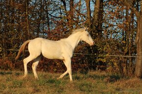 Fewspot Appaloosa colt - 6