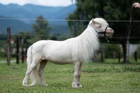 Minihorse pripúštanie - 6