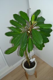 Sukulent euphorbia leuconeura 70 cm - 6