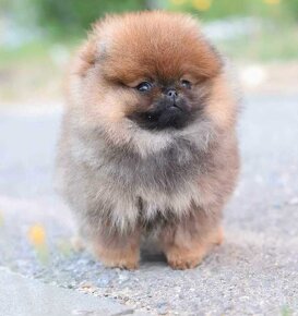 Pomeranian mini Boo - 6