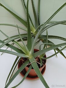 Predam Aloe vera - 6