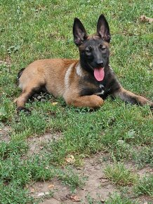 Belgicky ovciak malinois - 6