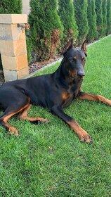 Doberman na krytie - 6