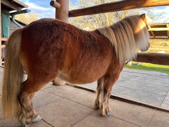 Minihorse - 6