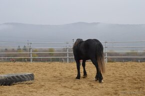 Predám valacha - Percheron - 6