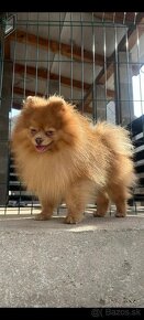 Pomeranian psik - 6