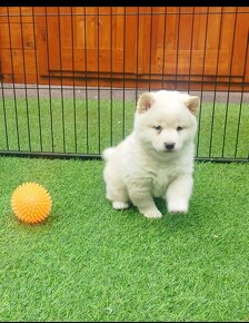 Shiba inu - 6