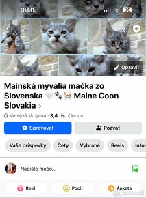 Rezervovaný Luxusný kocúrik Maine Coon Mainská Mývalia - 6