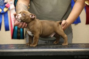 AMERICAN BULLY - 6