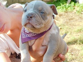 Štěňátka American Bully Pocket Exotic Top Krevní linie - 6