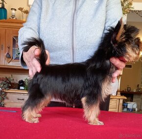 YORKSHIRE TERRIER  s PP - 6