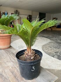 Cycas Revoluta - 6