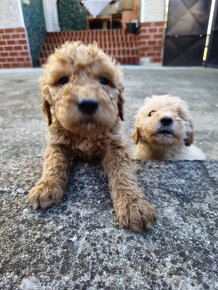 Goldendoodle - 6