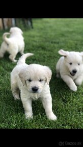 Zlaty retriever-Golden retriever - 6