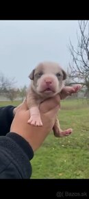 American Bully - 6