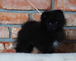 Pomeranian - 6