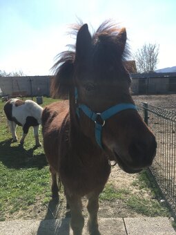 Welsh pony valach na predaj - 6