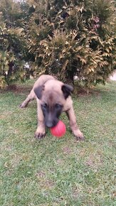 Belgicky Ovciak-Malinois - 6