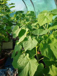 Multifunkčný strom - Paulownia tomentosa. - 6