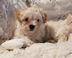 Maltipoo - 6