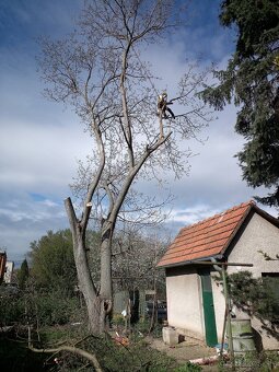 Výrub a orez stromov, arboristické práce - 6