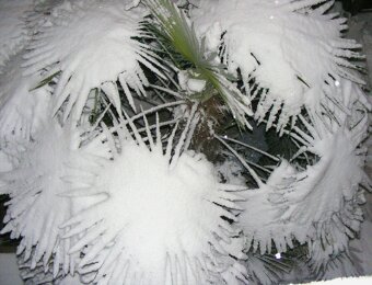 Palmové semená . Trachycarpus fortunei - 6