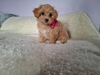 Maltipoo - 6