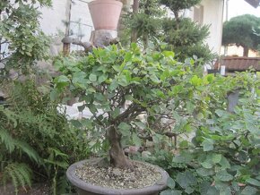 bonsai,bonsaj-javor shohin - 6