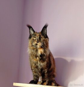 Maine Coon s PP - 6