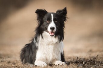 Border Kólia šteniatka Plánovaný vrh - Border Collie puppies - 6