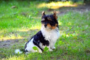 Biewer-yorkshirsky terrier - 6