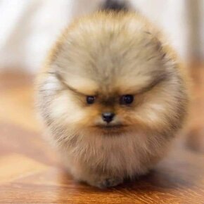 Pomeranian mini Boo - 6