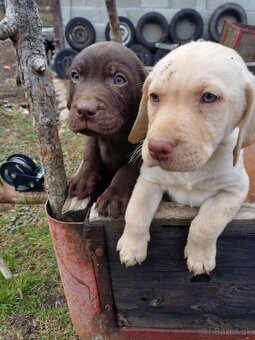 Labrador šteniatka - 6