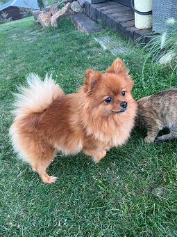 Šteniatka mini pomeranian do 2,5 kg - 6