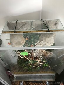 Terarium - 6