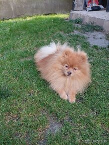 Pomeranian psik - 6