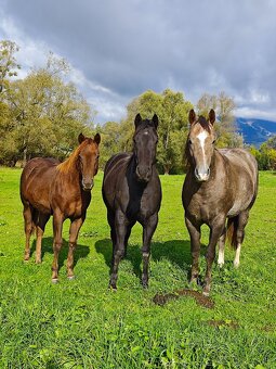 Pripuštanie American Quarter Horse ,QH , AQH - 6