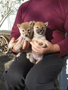 Shiba inu - 6