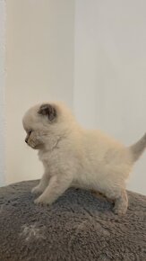 Škótska klapouchá mačka scottish fold-straight mačiatka - 6