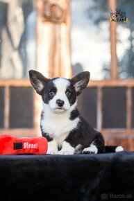 Corgi cardigan - nie pembroke - 6