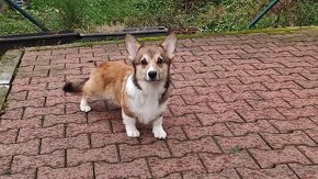 Welsh Corgi Pembroke s PP - 6