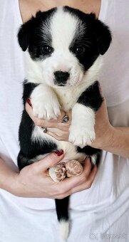 Prodám štěňata Welsh Corgi Cardigan s PP - 6