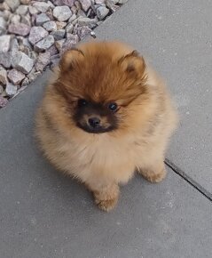 Nemecky spic pomeranian - 6