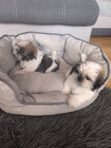 Predám šteniatka Shi-tzu ši-cu šicu shihtzu - 6