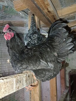 Australorp modra ,kohut - 6