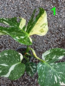 Monstera THAI CONSTELLATION (3 kusy) - 6